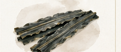 Watercolor illustration of Hakodate kombu